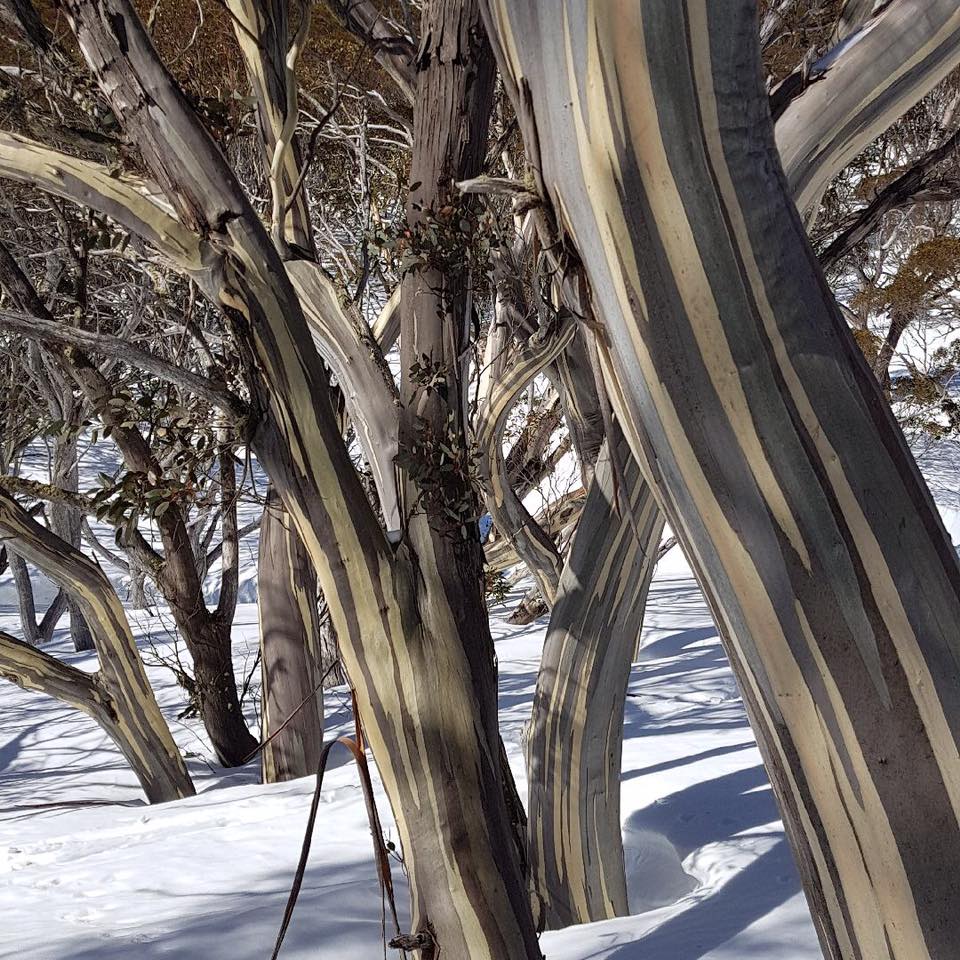 EucalyptsOutside